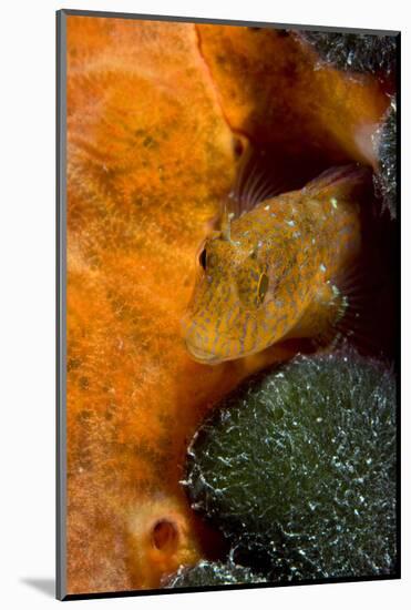 Ringneck Blenny (Parablennius Pilicornis) Larvotto Marine Reserve, Monaco, Mediterranean Sea-Banfi-Mounted Photographic Print