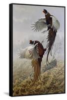 Ringneck Rivalry-Wilhelm Goebel-Framed Stretched Canvas