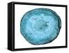 Rings Of Ages-Sheldon Lewis-Framed Stretched Canvas