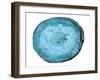 Rings Of Ages-Sheldon Lewis-Framed Art Print