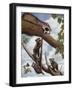 Ringtail Reveille-Rusty Frentner-Framed Giclee Print