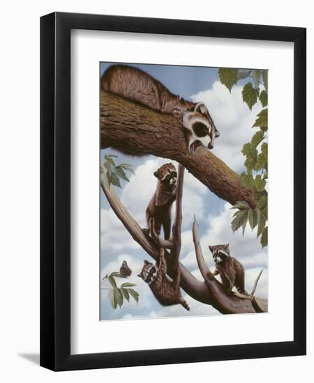 Ringtail Reveille-Rusty Frentner-Framed Premium Giclee Print