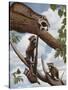 Ringtail Reveille-Rusty Frentner-Stretched Canvas