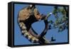 Ringtail Sitting in Pine Tree-W. Perry Conway-Framed Stretched Canvas