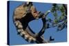 Ringtail Sitting in Pine Tree-W. Perry Conway-Stretched Canvas