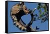 Ringtail Sitting in Pine Tree-W. Perry Conway-Framed Stretched Canvas