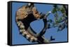 Ringtail Sitting in Pine Tree-W. Perry Conway-Framed Stretched Canvas
