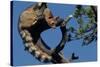 Ringtail Sitting in Pine Tree-W. Perry Conway-Stretched Canvas