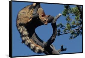 Ringtail Sitting in Pine Tree-W. Perry Conway-Framed Stretched Canvas