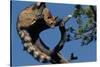 Ringtail Sitting in Pine Tree-W. Perry Conway-Stretched Canvas