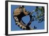 Ringtail Sitting in Pine Tree-W. Perry Conway-Framed Photographic Print