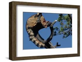 Ringtail Sitting in Pine Tree-W. Perry Conway-Framed Photographic Print