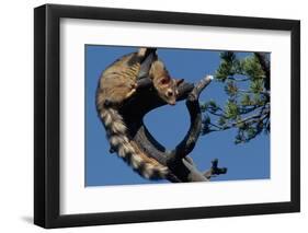 Ringtail Sitting in Pine Tree-W. Perry Conway-Framed Photographic Print