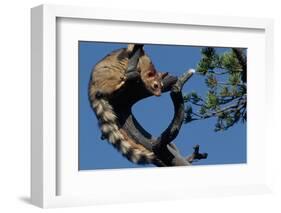 Ringtail Sitting in Pine Tree-W. Perry Conway-Framed Photographic Print