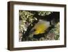 Ringtailed Cardinalfish-Hal Beral-Framed Photographic Print