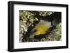 Ringtailed Cardinalfish-Hal Beral-Framed Photographic Print