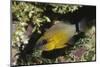 Ringtailed Cardinalfish-Hal Beral-Mounted Photographic Print