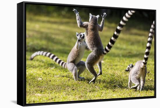 Ringtailed Lemurs Playing (Lemur Catta) Nahampoana Reserve, South Madagascar, Africa-Konrad Wothe-Framed Stretched Canvas