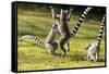 Ringtailed Lemurs Playing (Lemur Catta) Nahampoana Reserve, South Madagascar, Africa-Konrad Wothe-Framed Stretched Canvas