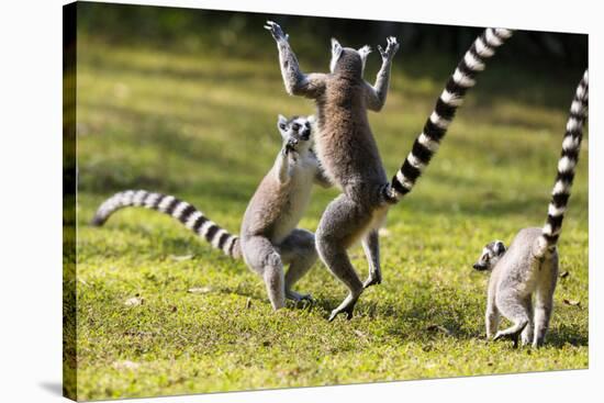 Ringtailed Lemurs Playing (Lemur Catta) Nahampoana Reserve, South Madagascar, Africa-Konrad Wothe-Stretched Canvas