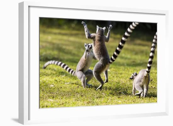 Ringtailed Lemurs Playing (Lemur Catta) Nahampoana Reserve, South Madagascar, Africa-Konrad Wothe-Framed Photographic Print