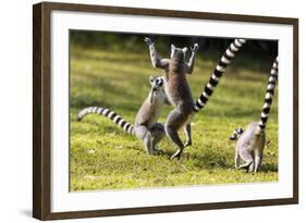 Ringtailed Lemurs Playing (Lemur Catta) Nahampoana Reserve, South Madagascar, Africa-Konrad Wothe-Framed Photographic Print