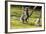 Ringtailed Lemurs Playing (Lemur Catta) Nahampoana Reserve, South Madagascar, Africa-Konrad Wothe-Framed Photographic Print