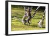 Ringtailed Lemurs Playing (Lemur Catta) Nahampoana Reserve, South Madagascar, Africa-Konrad Wothe-Framed Photographic Print