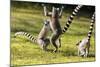 Ringtailed Lemurs Playing (Lemur Catta) Nahampoana Reserve, South Madagascar, Africa-Konrad Wothe-Mounted Photographic Print