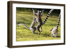 Ringtailed Lemurs Playing (Lemur Catta) Nahampoana Reserve, South Madagascar, Africa-Konrad Wothe-Framed Photographic Print