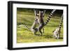 Ringtailed Lemurs Playing (Lemur Catta) Nahampoana Reserve, South Madagascar, Africa-Konrad Wothe-Framed Photographic Print