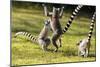 Ringtailed Lemurs Playing (Lemur Catta) Nahampoana Reserve, South Madagascar, Africa-Konrad Wothe-Mounted Photographic Print