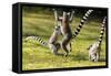 Ringtailed Lemurs Playing (Lemur Catta) Nahampoana Reserve, South Madagascar, Africa-Konrad Wothe-Framed Stretched Canvas