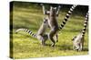 Ringtailed Lemurs Playing (Lemur Catta) Nahampoana Reserve, South Madagascar, Africa-Konrad Wothe-Stretched Canvas