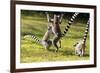 Ringtailed Lemurs Playing (Lemur Catta) Nahampoana Reserve, South Madagascar, Africa-Konrad Wothe-Framed Photographic Print