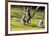 Ringtailed Lemurs Playing (Lemur Catta) Nahampoana Reserve, South Madagascar, Africa-Konrad Wothe-Framed Photographic Print