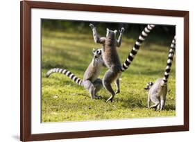 Ringtailed Lemurs Playing (Lemur Catta) Nahampoana Reserve, South Madagascar, Africa-Konrad Wothe-Framed Photographic Print