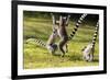 Ringtailed Lemurs Playing (Lemur Catta) Nahampoana Reserve, South Madagascar, Africa-Konrad Wothe-Framed Photographic Print