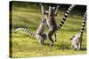 Ringtailed Lemurs Playing (Lemur Catta) Nahampoana Reserve, South Madagascar, Africa-Konrad Wothe-Stretched Canvas