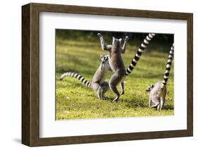 Ringtailed Lemurs Playing (Lemur Catta) Nahampoana Reserve, South Madagascar, Africa-Konrad Wothe-Framed Photographic Print