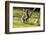 Ringtailed Lemurs Playing (Lemur Catta) Nahampoana Reserve, South Madagascar, Africa-Konrad Wothe-Framed Photographic Print