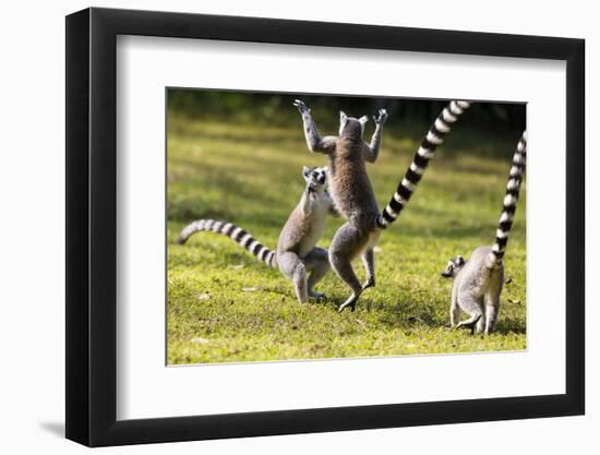 Ringtailed Lemurs Playing (Lemur Catta) Nahampoana Reserve, South Madagascar, Africa-Konrad Wothe-Framed Photographic Print