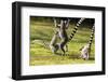 Ringtailed Lemurs Playing (Lemur Catta) Nahampoana Reserve, South Madagascar, Africa-Konrad Wothe-Framed Photographic Print