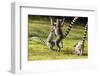 Ringtailed Lemurs Playing (Lemur Catta) Nahampoana Reserve, South Madagascar, Africa-Konrad Wothe-Framed Photographic Print