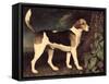 Ringwood, a Brocklesby Foxhound, 1792-George Stubbs-Framed Stretched Canvas