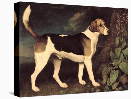 Ringwood, a Brocklesby Foxhound, 1792-George Stubbs-Stretched Canvas