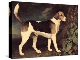 Ringwood, a Brocklesby Foxhound, 1792-George Stubbs-Stretched Canvas