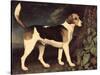 Ringwood, a Brocklesby Foxhound, 1792-George Stubbs-Stretched Canvas