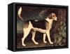 Ringwood, a Brocklesby Foxhound, 1792-George Stubbs-Framed Stretched Canvas