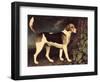 Ringwood, a Brocklesby Foxhound, 1792-George Stubbs-Framed Premium Giclee Print